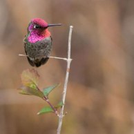 Hummingbird -- perched Anna's hummingbird -- Calypte anna