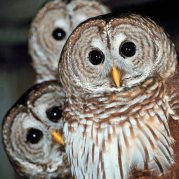 owls -- thegoddesstouch